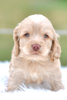 Jacklyn_F_9521_Cocker Spaniel-2