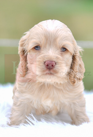 Jacklyn_F_9521_Cocker Spaniel-2