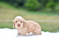Jacklyn_F_9521_Cocker Spaniel-3