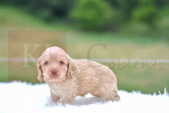 Jacklyn_F_9521_Cocker Spaniel-3
