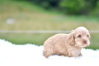 Jacklyn_F_9521_Cocker Spaniel-4