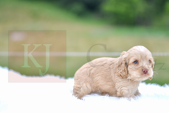 Jacklyn_F_9521_Cocker Spaniel-4