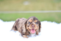 Indie_F_9543_Cocker Spaniel-2