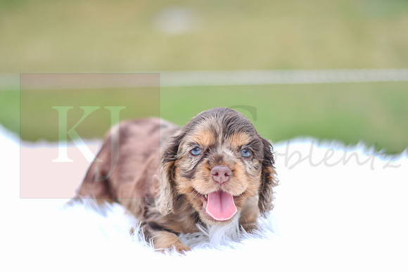 Indie_F_9543_Cocker Spaniel-2