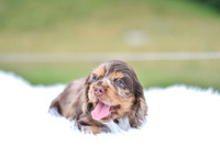 Indie_F_9543_Cocker Spaniel-1