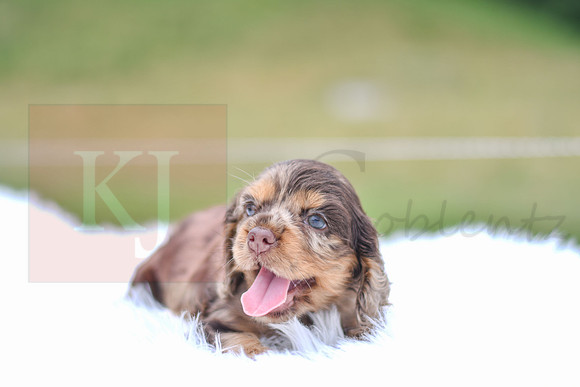 Indie_F_9543_Cocker Spaniel-1