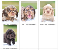 06.15.23 Cocker Spaniels