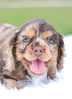 Indie_F_9543_Cocker Spaniel-3
