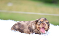 Indie_F_9543_Cocker Spaniel-4