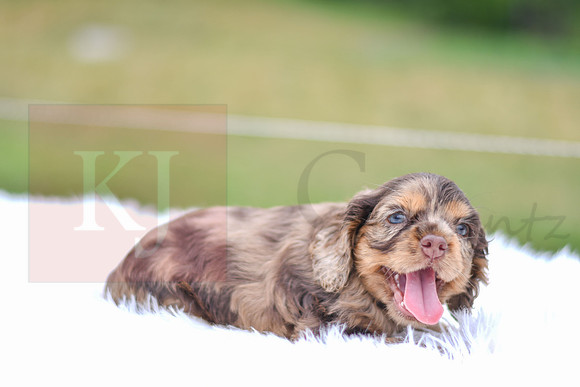 Indie_F_9543_Cocker Spaniel-4