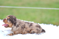 Indie_F_9543_Cocker Spaniel-5