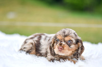 Izzie_F_9508_Cocker Spaniel-1