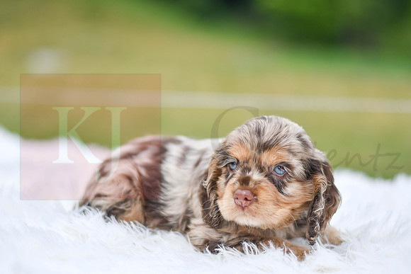 Izzie_F_9508_Cocker Spaniel-1
