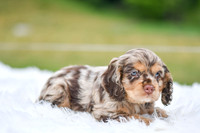 Izzie_F_9508_Cocker Spaniel-2