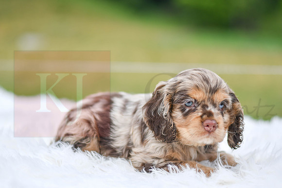 Izzie_F_9508_Cocker Spaniel-2