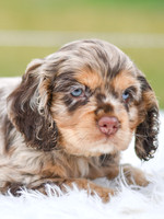 Izzie_F_9508_Cocker Spaniel-3