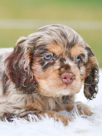 Izzie_F_9508_Cocker Spaniel-3