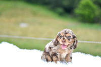 Izzie_F_9508_Cocker Spaniel-4