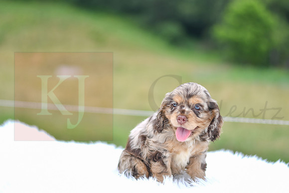 Izzie_F_9508_Cocker Spaniel-4