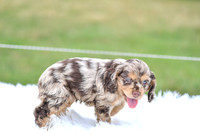 Izzie_F_9508_Cocker Spaniel-5