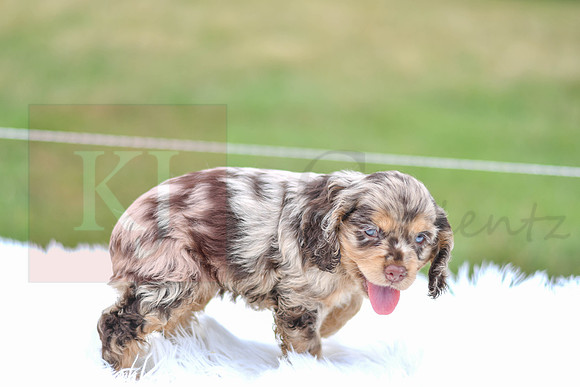 Izzie_F_9508_Cocker Spaniel-5