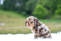 Izzie_F_9508_Cocker Spaniel-6