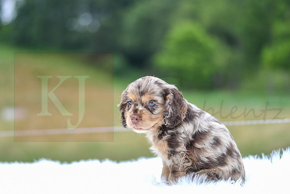Izzie_F_9508_Cocker Spaniel-6