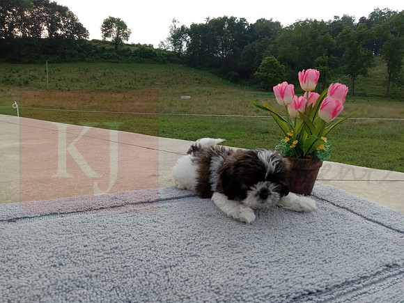 Simba_M_39751
