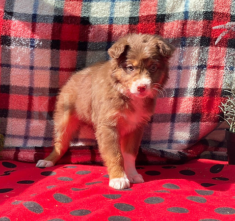 Fritz_M_Aussie_13694