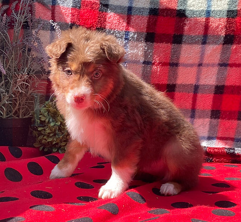Fritz_M_Aussie_33695