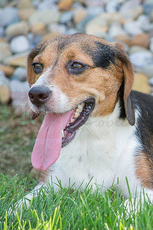 160916_QuailCreek Kennel_193