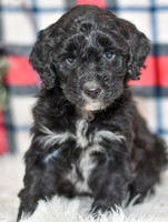 Obed_M_0056_Aussiedoodle-7255