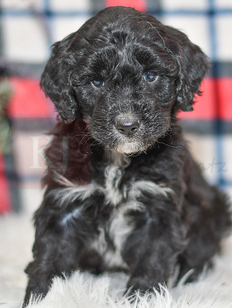 Obed_M_0056_Aussiedoodle-7255