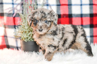 Paris_F_0044_Aussiedoodle-7157