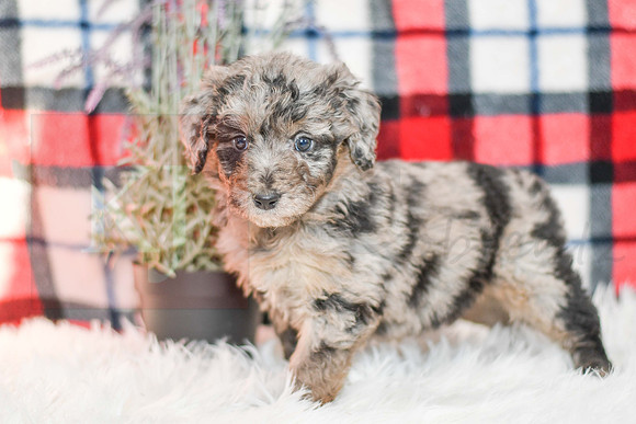 Paris_F_0044_Aussiedoodle-7157