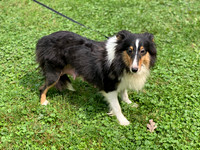 Candy_ACA_Sheltie_Female_17#_17"