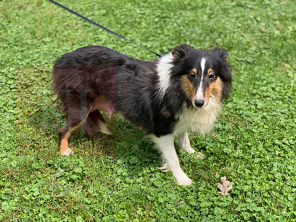Candy_ACA_Sheltie_Female_17#_17"