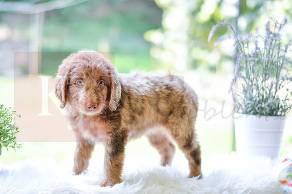 Moxie_F_0027_Aussiedoodle-6