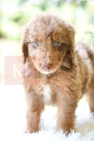 Moe_M_0026_Aussiedoodle-4