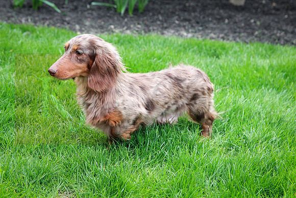 Layla_F_11#_Mini Dachshunds