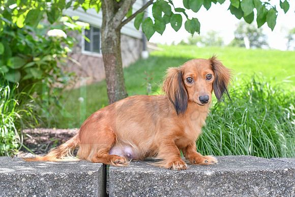 Bella_F_Dachshund-1
