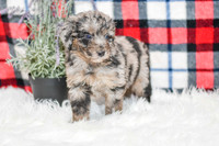 Paris_F_0044_Aussiedoodle-7162