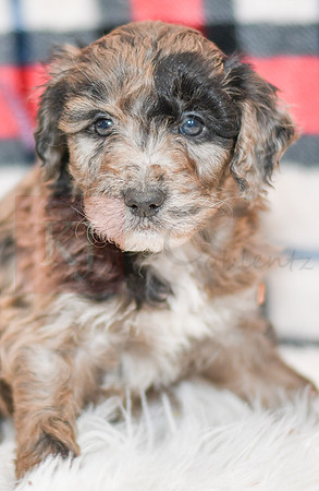 Ocean_M_0058_Aussiedoodle-7242