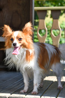 Chester_M_9#_Papillon