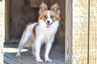 Peppi_F_9#_Papillon-2