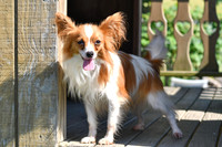 Chester_M_9#_Papillon-3