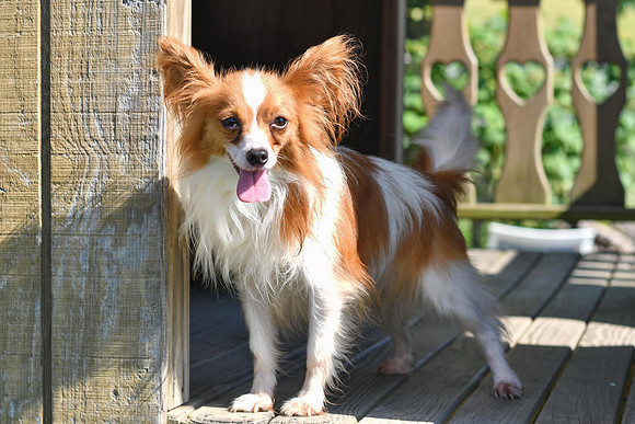 Chester_M_9#_Papillon-3