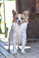 Peppi_F_9#_Papillon