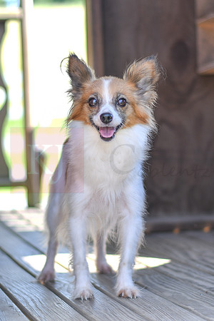 Peppi_F_9#_Papillon