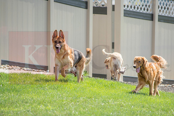 160916_QuailCreek Kennel_135